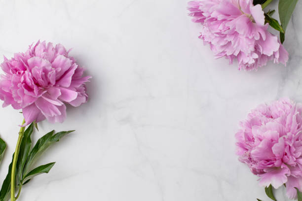 Frame wreath of pink peony flowers with copy space for text on pastel marble background. Flat lay, top view.