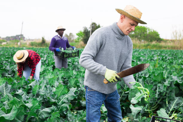 istock Farmer with knife picking fresh organic broccoli in crates 1323627069