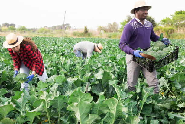istock Afro american farmer picking organic broccoli in crates 1323627076