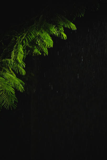 Green leaves of gulmohar tree lit by street light at night while raining. Wallpaper, background soothing night