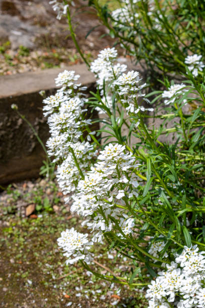 istock White flowers in a garden 1323630586