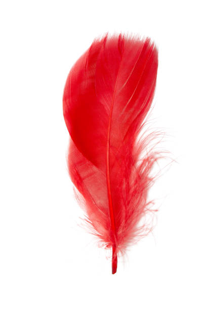 istock Beautiful datk red feather isolated on white background 1323631950