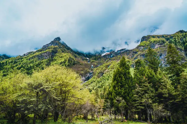 Shuangqiaogou gorge of Siguniang mountain in Aba Tibetan and Qiang Autonomous Prefecture, Sichuan, China. The forest in the cloud of the mountain in shuangqiaogou valley. Plateau meadow in shuangqiaogou
