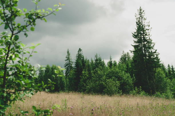istock Dark green tall conifers and small deciduous trees and shrubs against dark gray sky covered with dense clouds, tall yellowed grass 1323632254