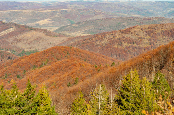 istock Hills mountain range covered with forest. Nature Carpathians, Ukraine mountain wilderness landscape 1323632304