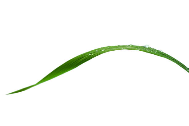 крупным планом капли воды на зеленой травинки, неглубокая глубина резкости - long leaf grass blade of grass стоковые фото и изображения