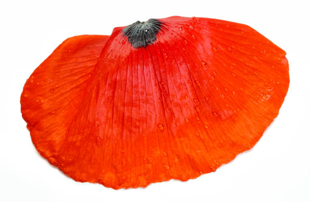 closeup of poppy petal on white background