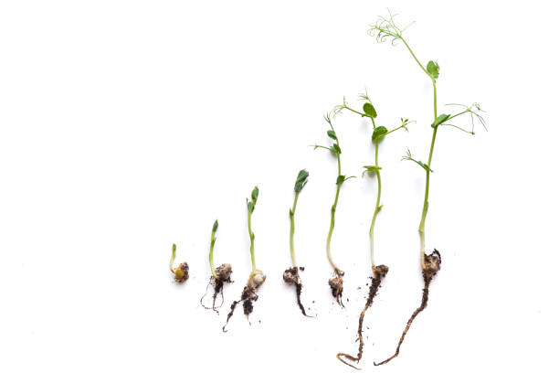 istock micro greens pea shoots in different grown stages lined up in a row against a white background 1323632907