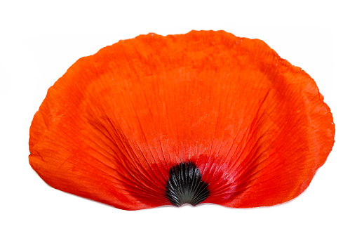 closeup of poppy petal on white background