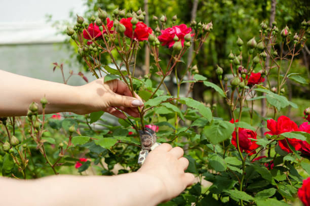 istock woman cuts the rose with a secateurs 1323633870