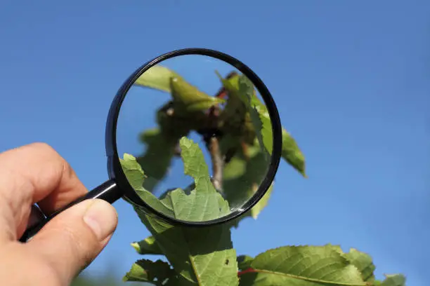 nibbled green leaf of a fruit tree under a magnifying glass in the hand of a gardener