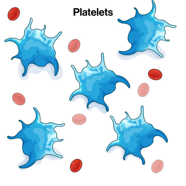istock Structure of Platelets with RBC in the background medical illustration 1323634614