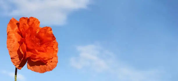red poppy on a background of blue sky