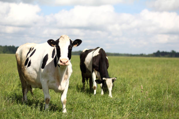 istock juicy herb for delicious milk 1323635356