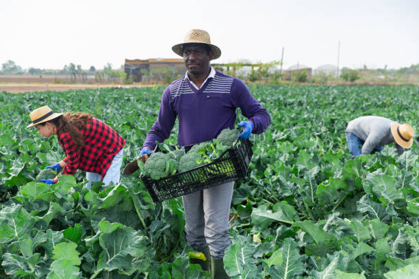 istock Farmer carrying box with freshly picked broccoli 1323636484