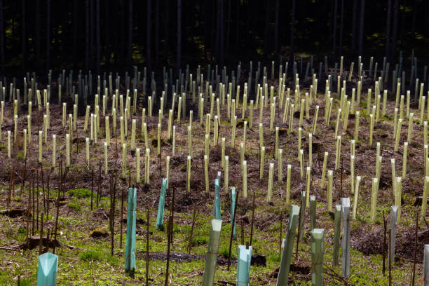istock Tree nursery in the forest, plastic tubes protecting seedlings 1323637017