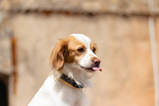istock Kokoni dog poses for camera outdoor 1323638602