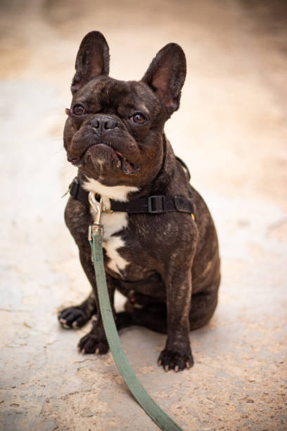 istock French bulldog poses for camera 1323640745