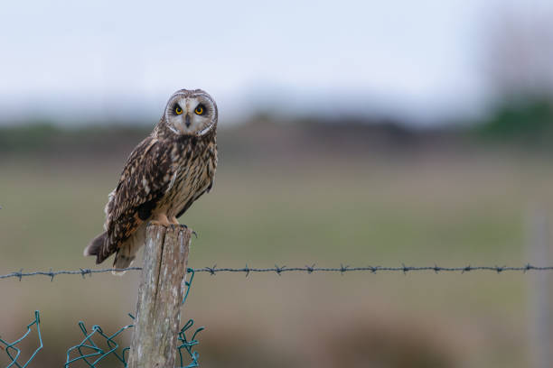 istock Short eared owl on farmland fence post 1323641286