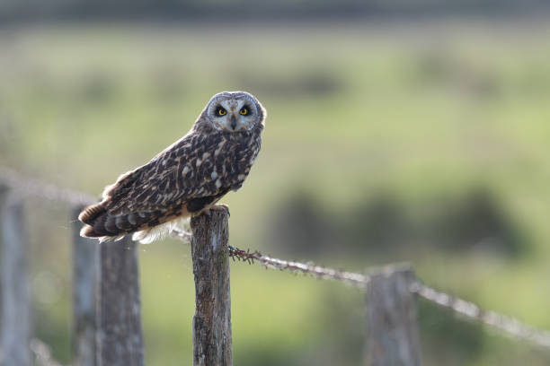 istock Short eared owl Asio flammeus backlit portrait at dusk 1323641336