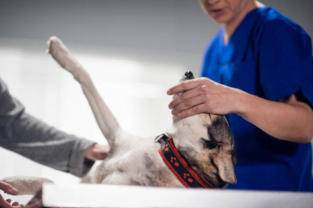 Treatment of a dog in a veterinary clinic stock photo
