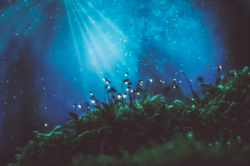 Mystery forest, glowing green moss against glitter blue light
