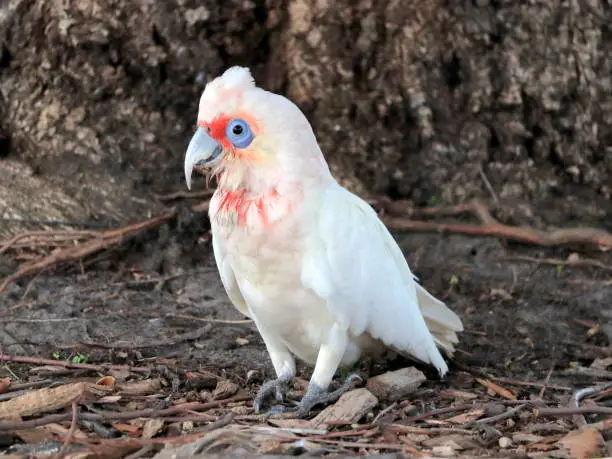 medium-sized white cockatoo with a short crest