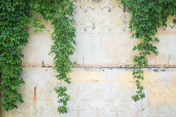 istock Ivy leaves wall on a white background 1323642529