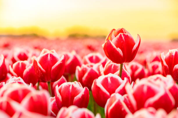 istock Fields of blooming red tulips during sunset in Holland 1323644047