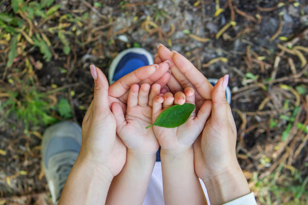 green leaf in the hands of a reyenka. selective focus. - tea crop tea leaves plantation farmer imagens e fotografias de stock