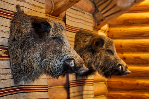 Heads of a stuffed wild boar on the wooden wall in hunter house.