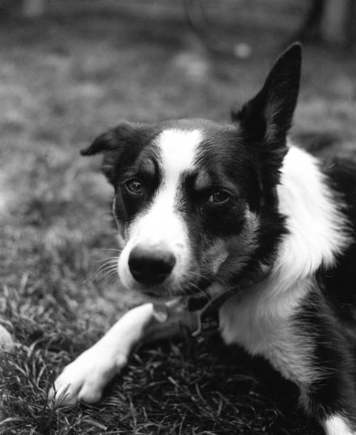 istock Portrait of a Border Collie 1323644756