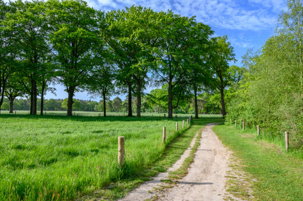 A path in a green forest