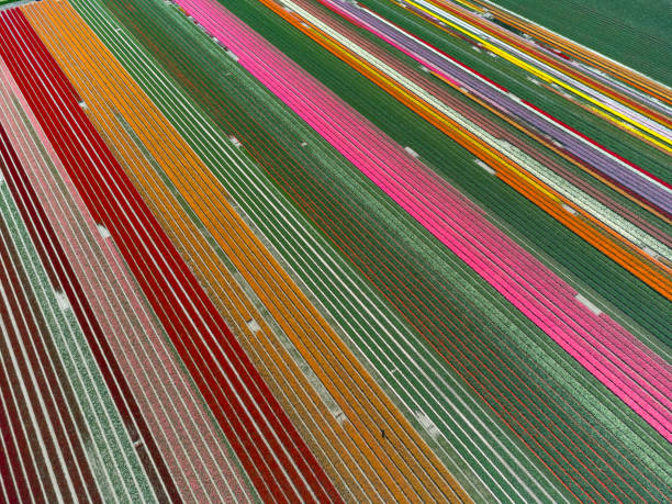 Tulips growing in agricultural fields in Flevoland, The Netherlands, during springtime seen from above. Flowers are one of the main export products in the Netherlands and especially tulips and tulip bulbs.