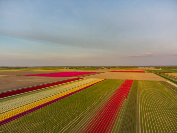 istock Tulips growing in a field during a beautiful springtime sunset 1323645050