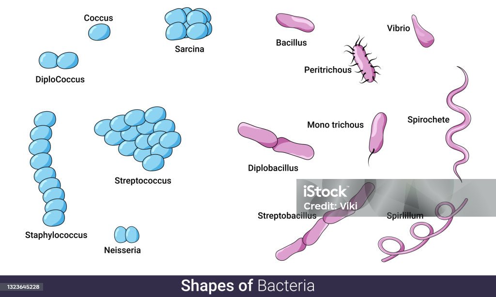 Coccus Bacillus Spirillum coccus-bacillus-spirillum