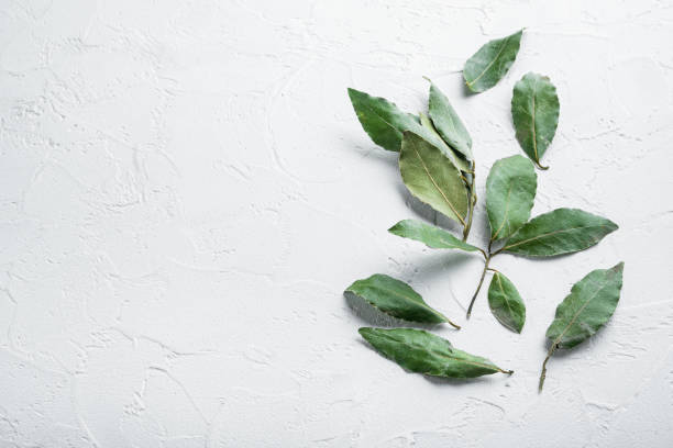istock Fresh bay leaves , on white stone  background, with copy space for text 1323646096