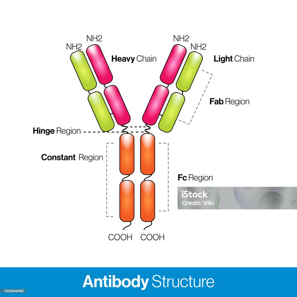 Qu'est-ce Qu'une Immunoglobuline Monoclonale De Type Igg Lambda Structure Moléculaire De Lanticorps Structure De Limmunoglobuline Igg