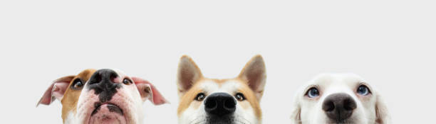 istock Banner Close-up three hide dogs head. Isolated on white background. 1323646493