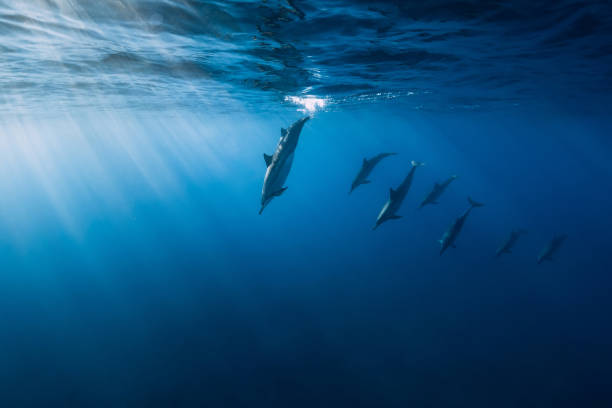 青い海の水中でスピナーイルカ。イルカがインド洋に潜る - レユニオン島 ストックフォトと画像