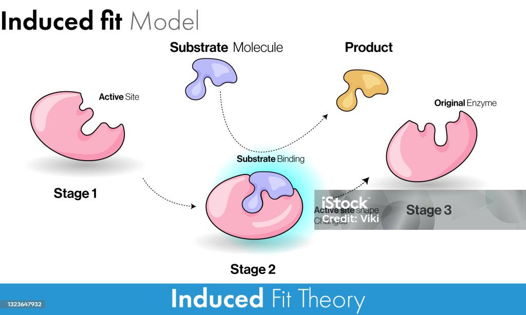 Induced Fit Model Of Enzyme Activity Stock Illustration - Download Image  Now - Chemistry, Enzyme, Chemical - iStock
