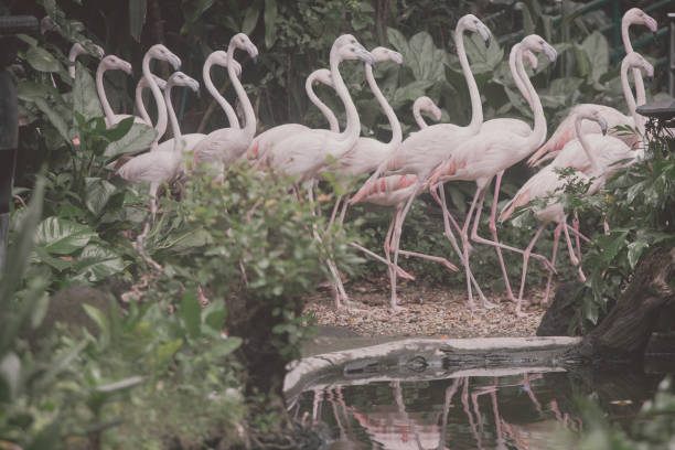 istock Multiple flamingoes that are walking in the zoo with water reflection. 1323648928