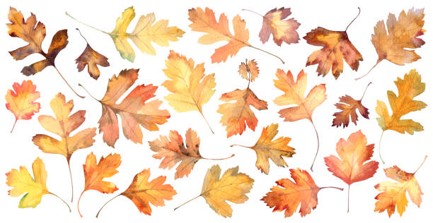 illustrations, cliparts, dessins animés et icônes de feuilles d’automne de l’aubépine sur blanc - autumn leaf isolated white background