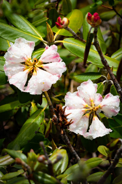 istock Beautiful pink Rhododendron in full bloom. 1323652542