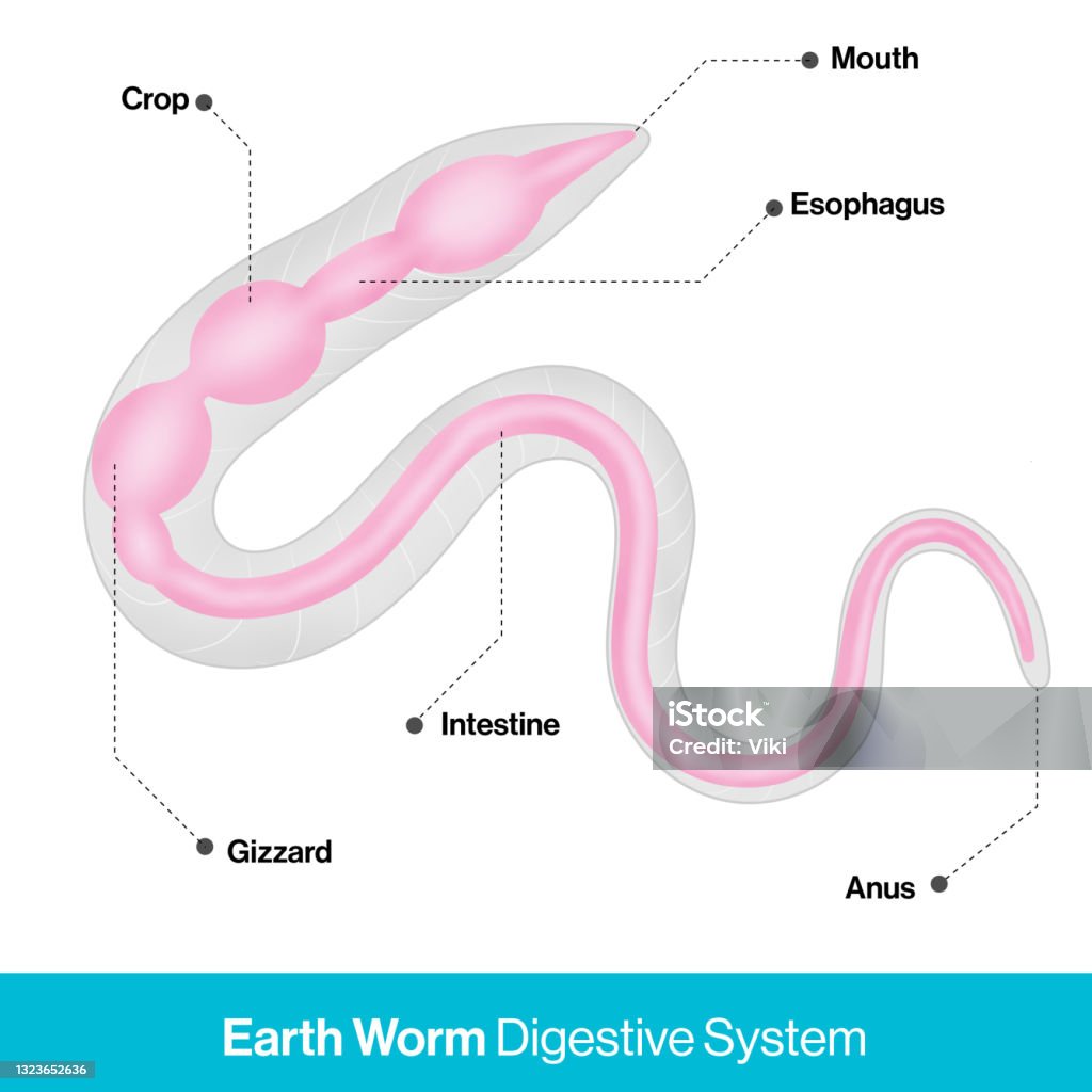 Ilustración de Sistema Digestivo De La Lombriz De Tierra y más Vectores  Libres de Derechos de Lombriz de tierra - Lombriz de tierra, Anatomía,  Diagrama - iStock