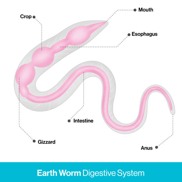 120+ Earthworm Anatomy Stock Photos, Pictures & Royalty-Free Images -  iStock