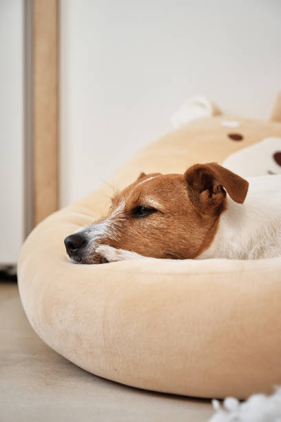 istock Dog sleeps in his bed 1323653925