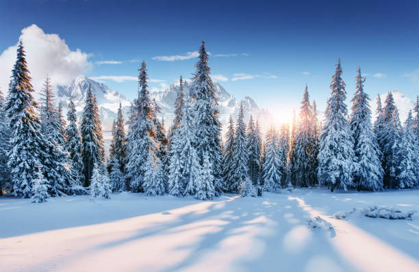 istock Beautiful sunlight. Majestic landscape with forest at winter time. Scenery background 1323653965