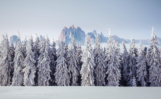 Majestic landscape with forest at winter time. Scenery background.