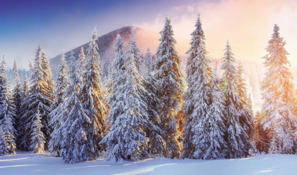 istock Majestic landscape with forest at winter time. Scenery background 1323654761
